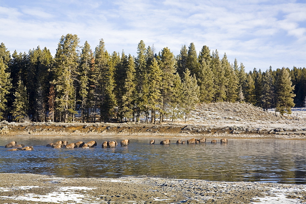 Buffalo (Bison bison) herd crossing the Yellowstone River in Yellowstone National Park, Wyoming, USA.