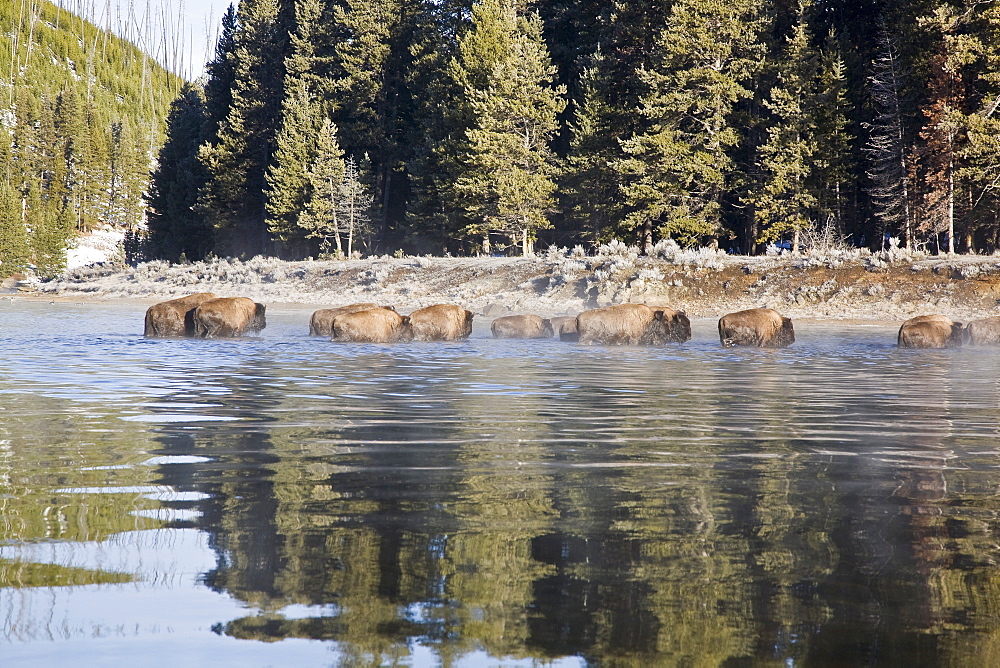 Buffalo (Bison bison) herd crossing the Yellowstone River in Yellowstone National Park, Wyoming, USA.