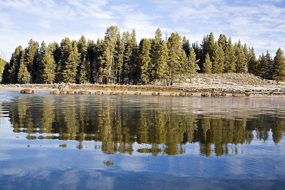 Buffalo (Bison bison) herd crossing the Yellowstone River in Yellowstone National Park, Wyoming, USA.