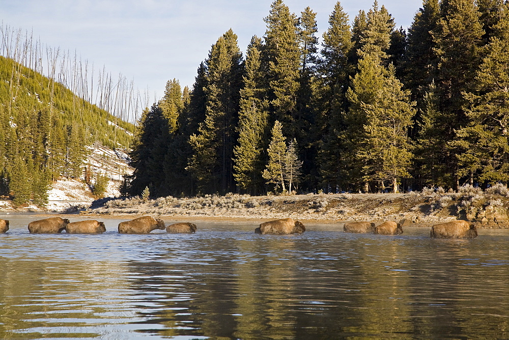 Buffalo (Bison bison) herd crossing the Yellowstone River in Yellowstone National Park, Wyoming, USA.