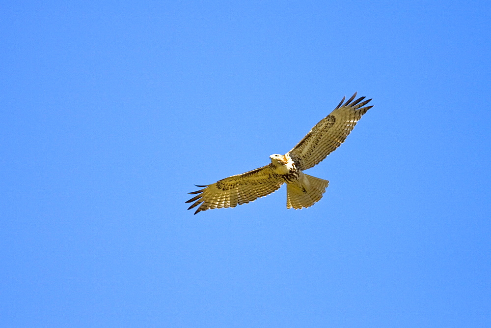 A juvenile red-tailed hawk (Buteo jamaicensis) on the wing near San Jose del Cabo, Baja California Sur, Mexico.