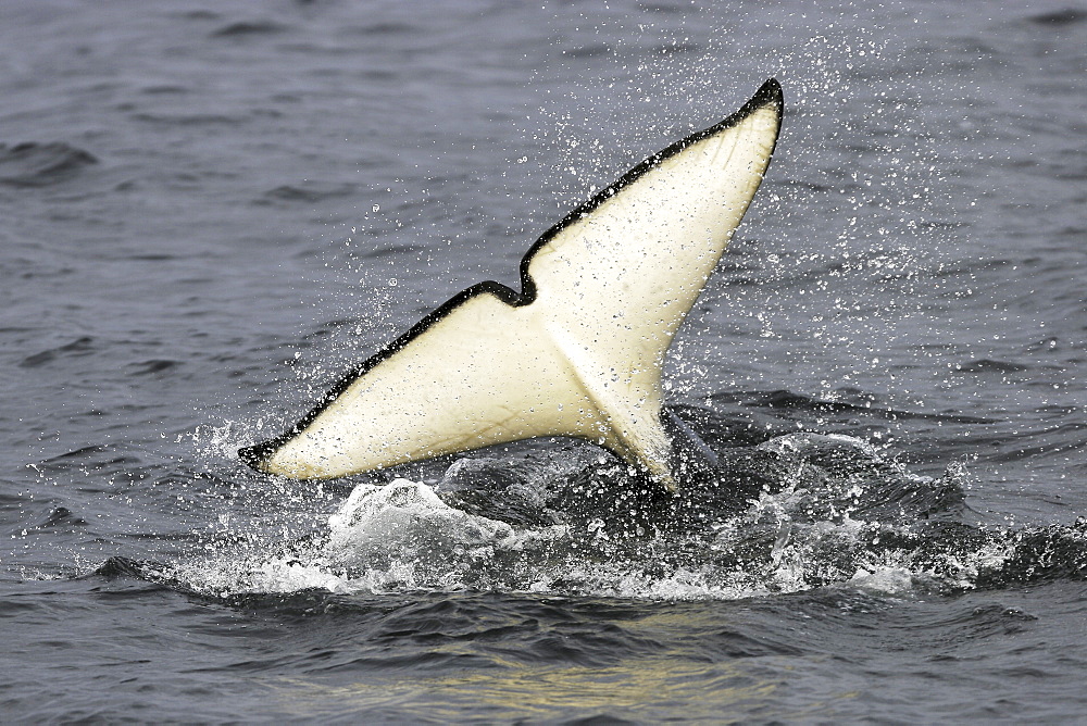 A group of five transient Orca (Orcinus orca) that chased, killed, and then ate a single Dall's porpoise (Phocoenoides dalli) in Icy Strait, Southeastern Alaska