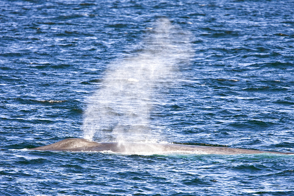 Adult blue whale (Balaenoptera musculus) surfacing in the middle Gulf of California (Sea of Cortez), Mexico. The blue whale is currently believed to be the largest animal to have ever lived on Earth.