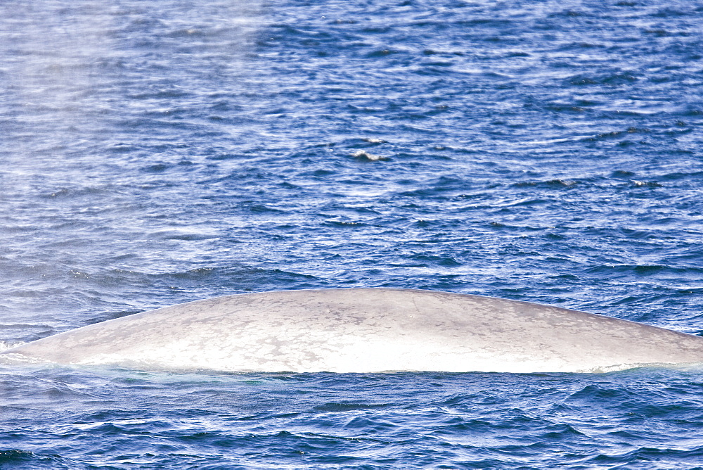 Adult blue whale (Balaenoptera musculus) surfacing in the middle Gulf of California (Sea of Cortez), Mexico. The blue whale is currently believed to be the largest animal to have ever lived on Earth.