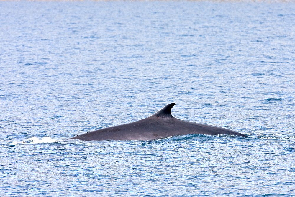 Adult Fin Whale (Balaenoptera physalus) surfacing in the lower Gulf of California (Sea of Cortez), Baja California Sur, Mexico