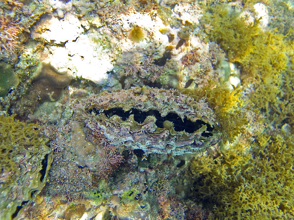 Underwater scenes from the lower Gulf of California (Sea of Cortez), Baja California Sur, Mexico. Shown here is a rock scallop, a highly prized food source called "callo" in Mexico.