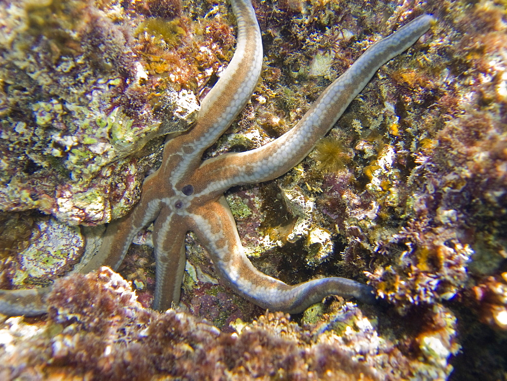 Underwater scenes from the lower Gulf of California (Sea of Cortez), Baja California Sur, Mexico. Shown here is a sea star wrapped around a rock.