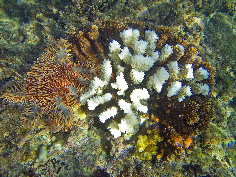 Underwater scenes from the lower Gulf of California (Sea of Cortez), Baja California Sur, Mexico. Shown here is an eastern Pacific Crown-of-thorns seastar (Acanthaster ellisii) feeding on coral.