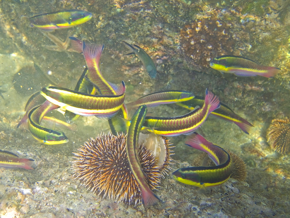 Underwater scenes from the lower Gulf of California (Sea of Cortez), Baja California Sur, Mexico. Shown here are rainbow wrasse (Thalassoma lucasanum) feeding on an urchin test.