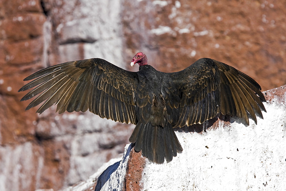 Adult turkey vulture (Cathartes aura) feeding near a California sea lion (Zalophus californianus) carcass on Los Islotes in Gulf of California (Sea of Cortez), Mexico.