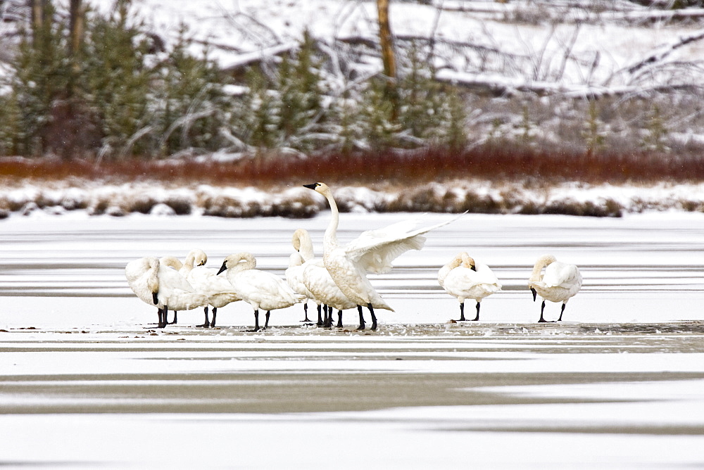 Adult trumpeter swans (Cygnus buccinator) on frozen Swan Lake in Yellowstone National Park, Wyoming, USA.