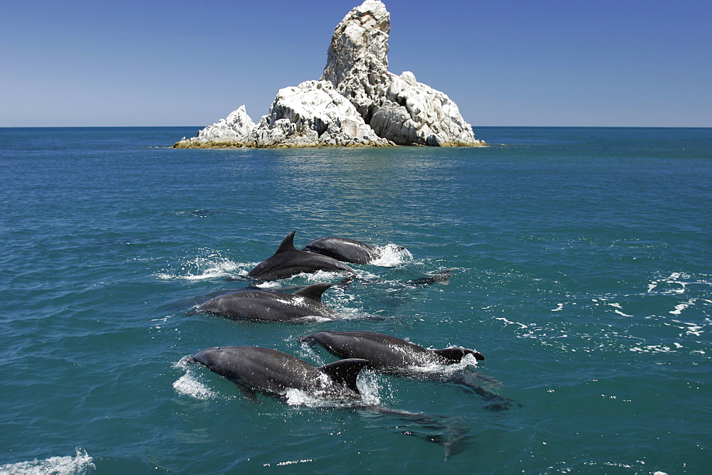 Adult Bottlenose Dolphin (Tursiops truncatus gilli) leaping in the upper Gulf of California (Sea of Cortez), Mexico.