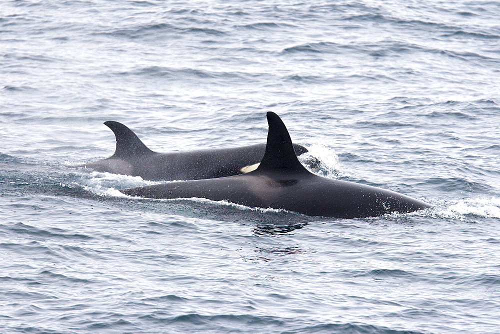 A group of 6 to 8 Orca (Orcinus orca) which attacked and killed a white-beaked dolphin at 74? 11.31? N and 16? 03.48? E off the continental shelf southwest of Bear Island   in the Barents Sea, Norway.