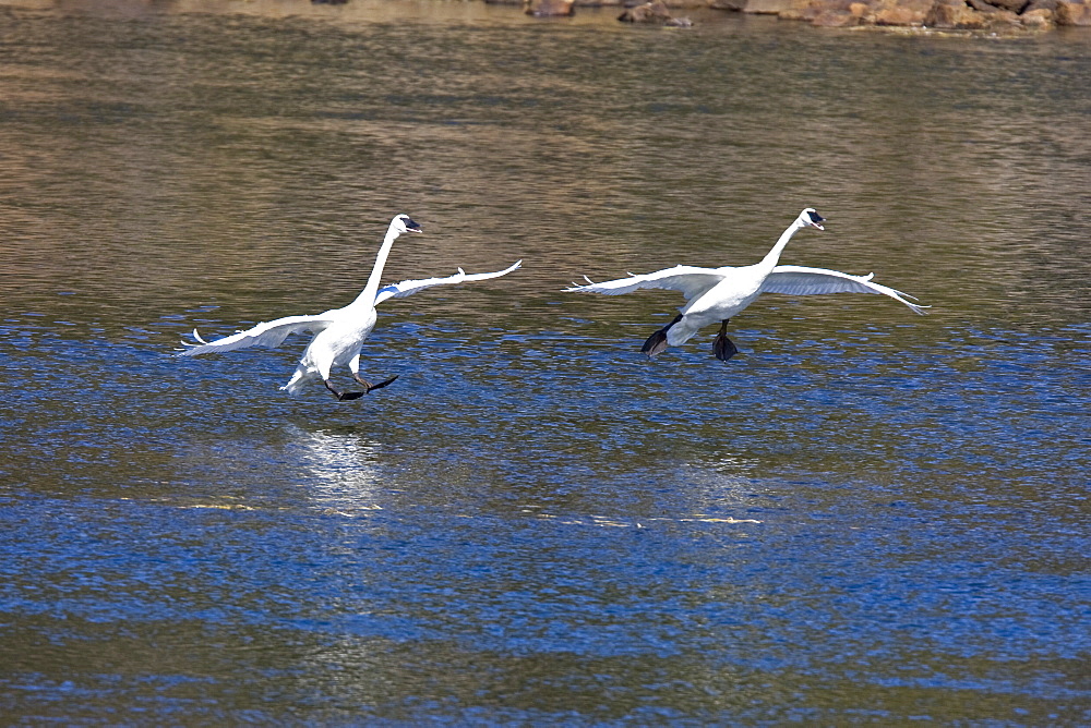 Adult trumpeter swans (Cygnus buccinator) on the Yellowstone River in Yellowstone National Park, Wyoming, USA.