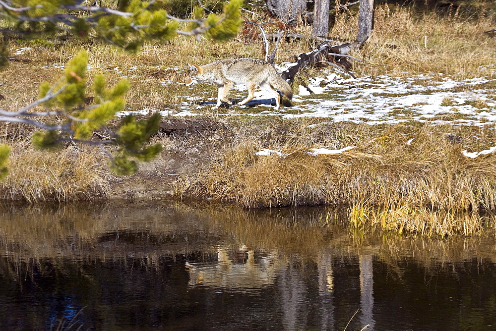 Adult coyote (Canis latrans) searching for prey in tall grasses in Yellowstone National Park, Wyoming, USA.