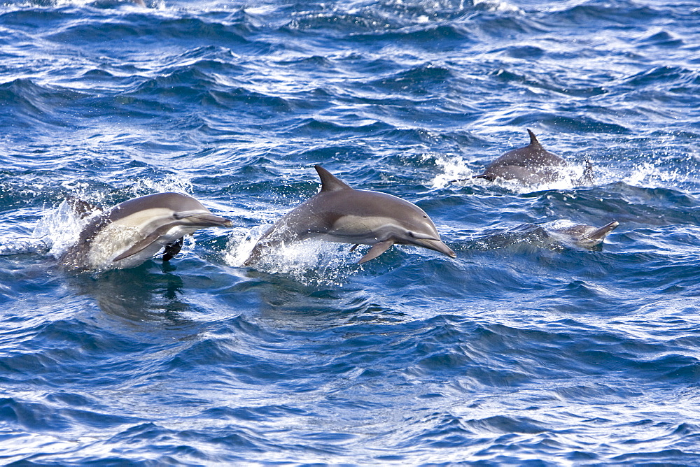 Long-beaked Common Dolphin pod (Delphinus capensis) encountered off Isla Espiritu Santo in the southern Gulf of California (Sea of Cortez), Baja California Sur, Mexico.