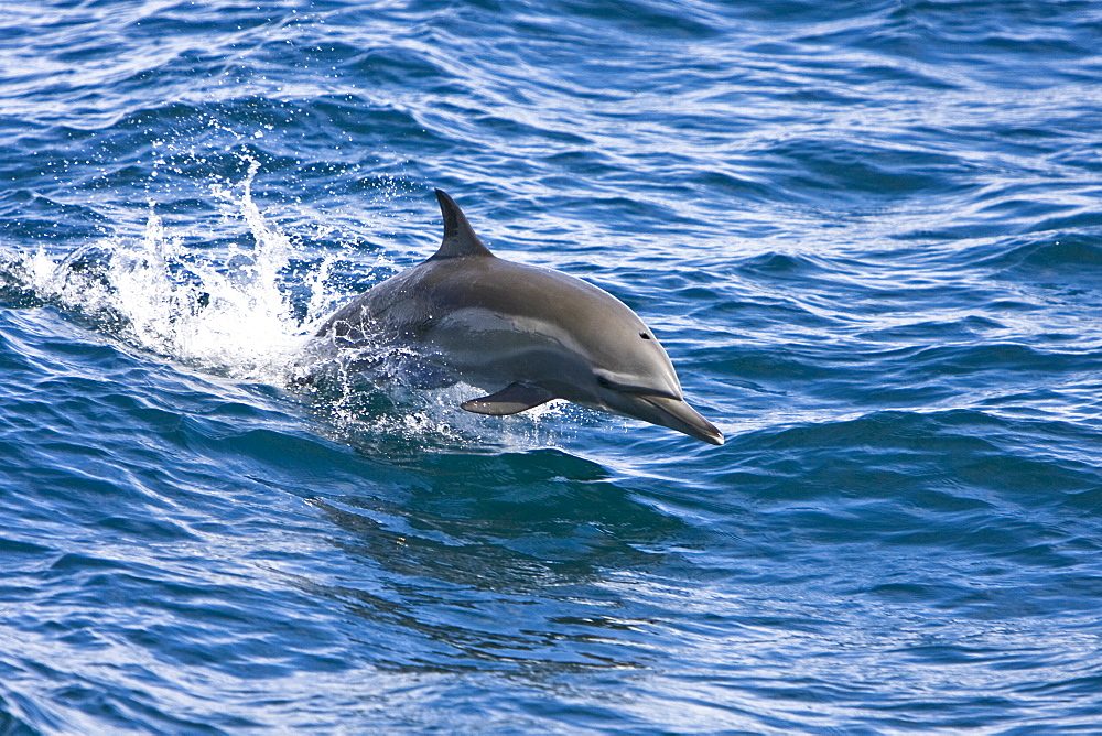 Long-beaked Common Dolphin pod (Delphinus capensis) encountered off Isla Espiritu Santo in the southern Gulf of California (Sea of Cortez), Baja California Sur, Mexico.