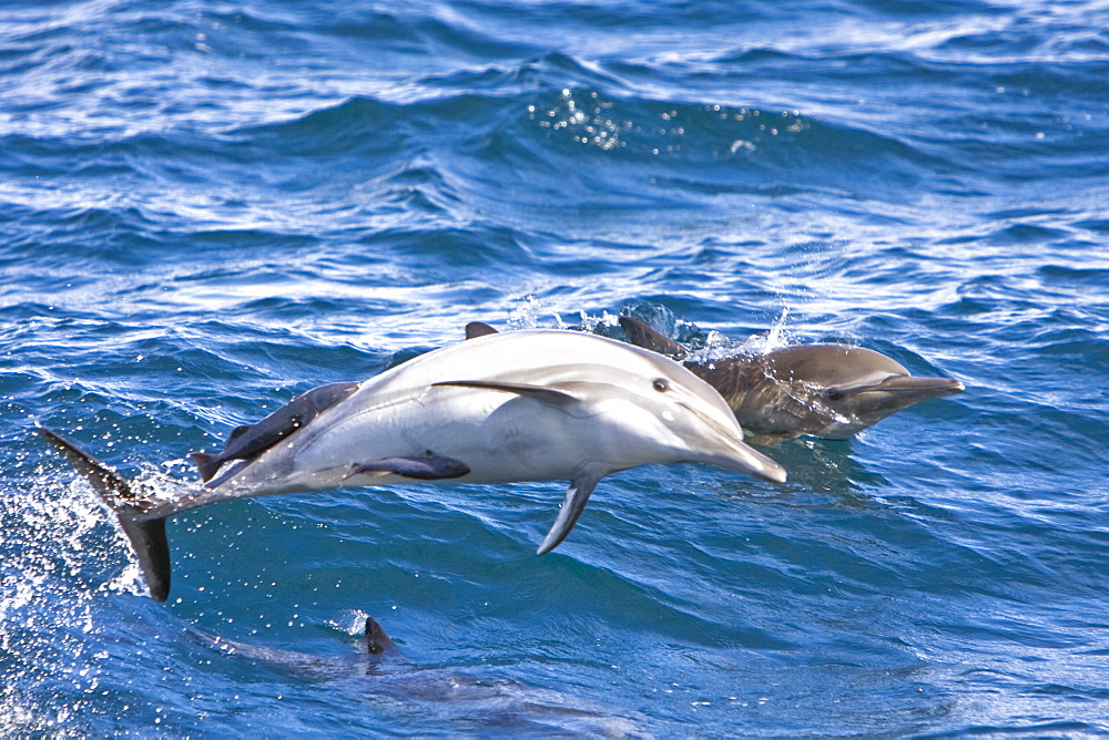 Long-beaked Common Dolphin pod (Delphinus capensis) encountered off Isla Espiritu Santo in the southern Gulf of California (Sea of Cortez), Baja California Sur, Mexico.