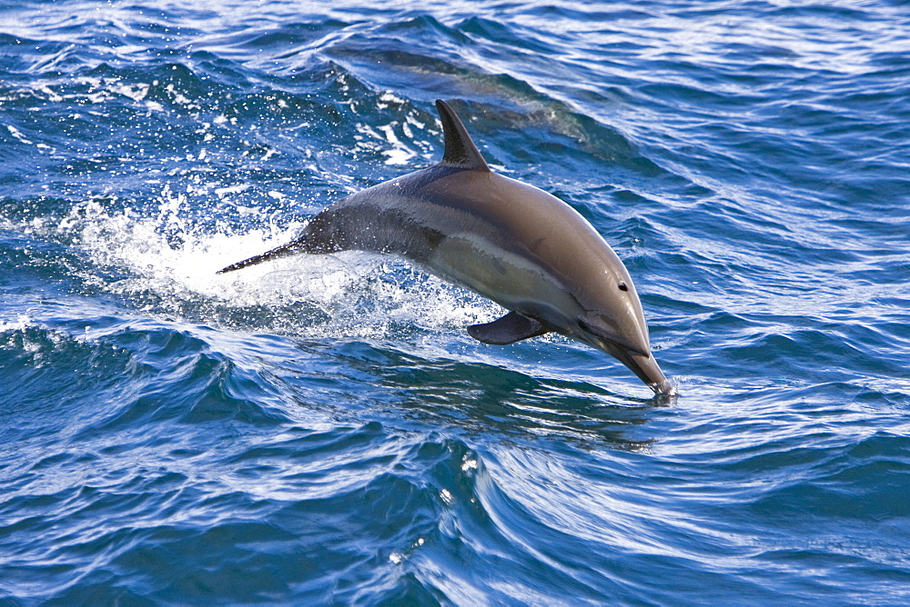 Long-beaked Common Dolphin pod (Delphinus capensis) encountered off Isla Espiritu Santo in the southern Gulf of California (Sea of Cortez), Baja California Sur, Mexico.