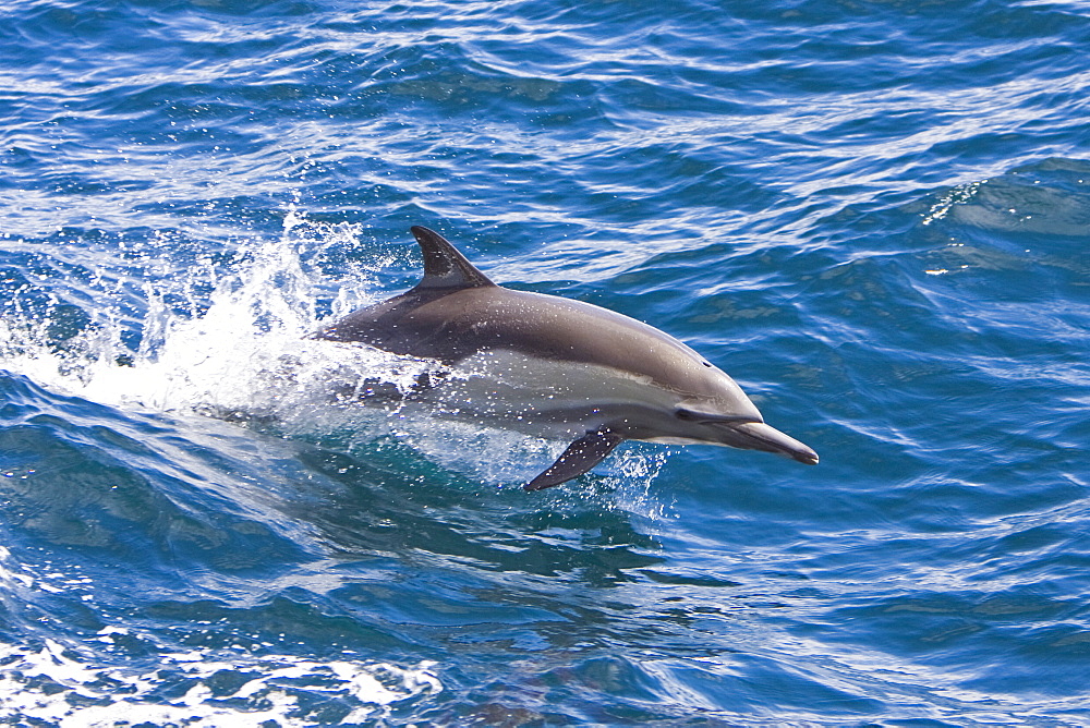 Long-beaked Common Dolphin pod (Delphinus capensis) encountered off Isla Espiritu Santo in the southern Gulf of California (Sea of Cortez), Baja California Sur, Mexico.