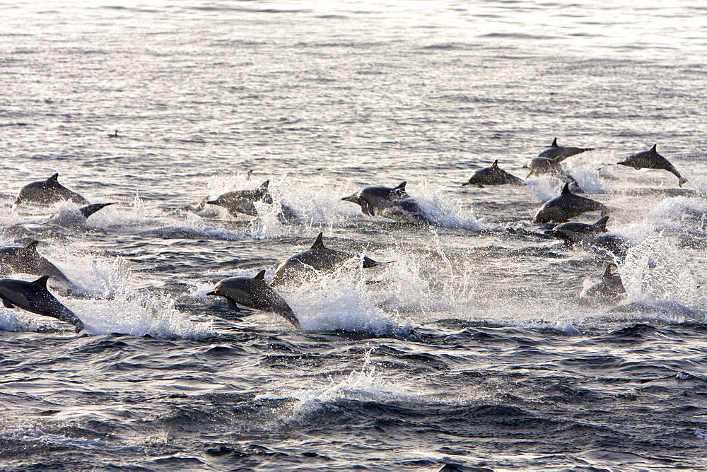 Long-beaked Common Dolphin pod (Delphinus capensis) encountered off Isla Espiritu Santo in the southern Gulf of California (Sea of Cortez), Baja California Sur, Mexico.