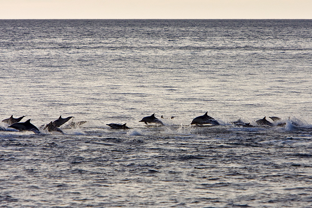 Long-beaked Common Dolphin pod (Delphinus capensis) encountered off Isla Espiritu Santo in the southern Gulf of California (Sea of Cortez), Baja California Sur, Mexico.