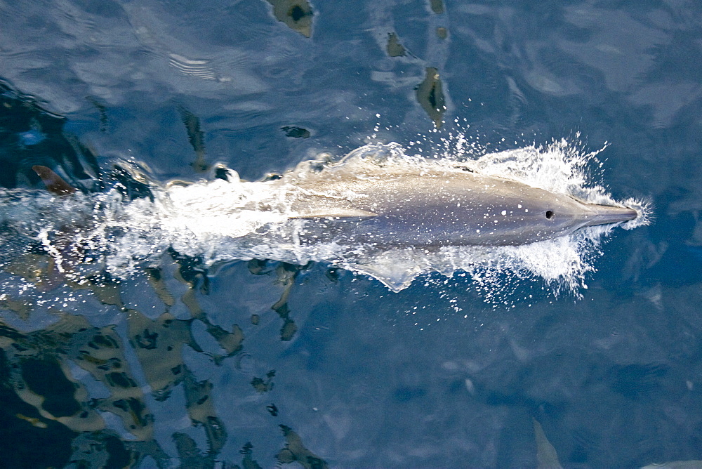 Long-beaked Common Dolphin pod (Delphinus capensis) encountered off Isla Espiritu Santo in the southern Gulf of California (Sea of Cortez), Baja California Sur, Mexico.