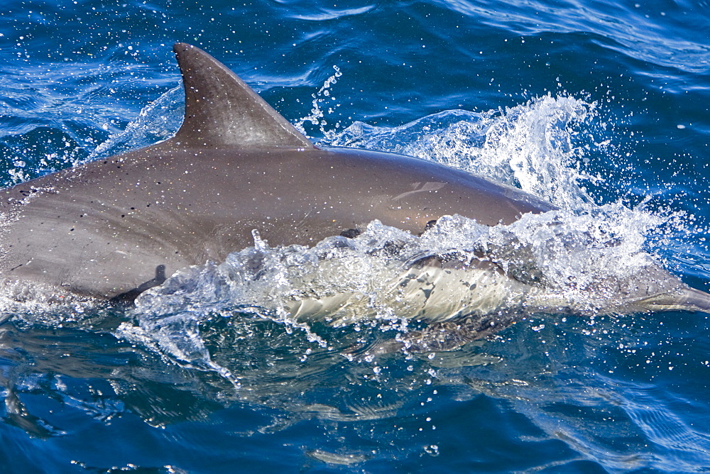 Long-beaked Common Dolphin pod (Delphinus capensis) encountered off Isla Espiritu Santo in the southern Gulf of California (Sea of Cortez), Baja California Sur, Mexico.