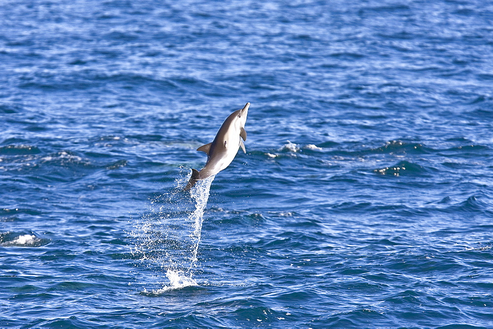 Long-beaked Common Dolphin pod (Delphinus capensis) encountered off Isla Espiritu Santo in the southern Gulf of California (Sea of Cortez), Baja California Sur, Mexico.