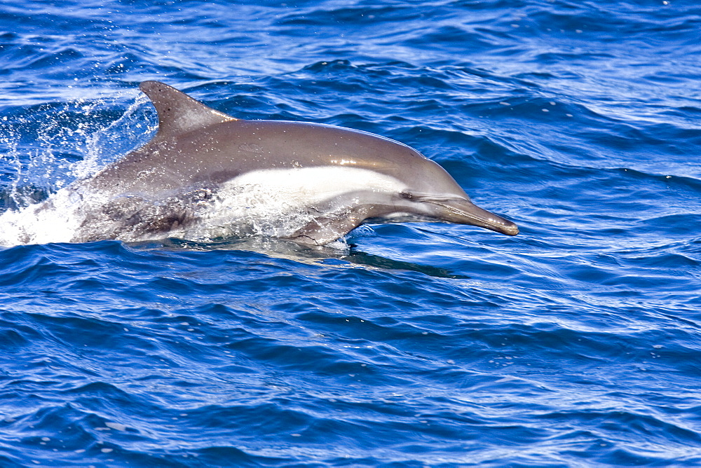 Long-beaked Common Dolphin pod (Delphinus capensis) encountered off Isla Espiritu Santo in the southern Gulf of California (Sea of Cortez), Baja California Sur, Mexico.