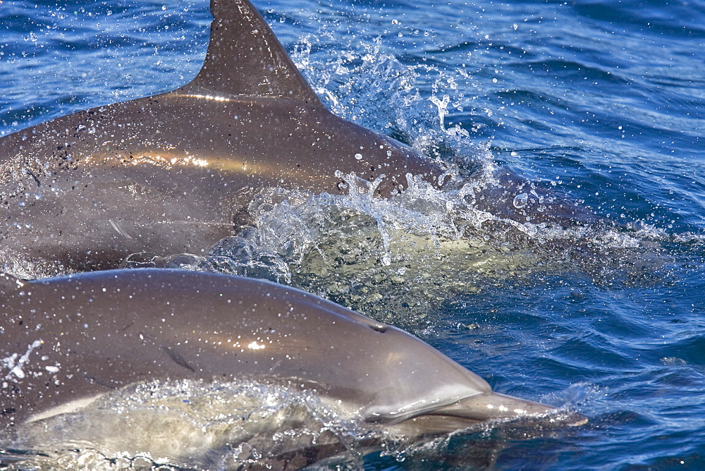 Long-beaked Common Dolphin pod (Delphinus capensis) encountered off Isla Espiritu Santo in the southern Gulf of California (Sea of Cortez), Baja California Sur, Mexico.