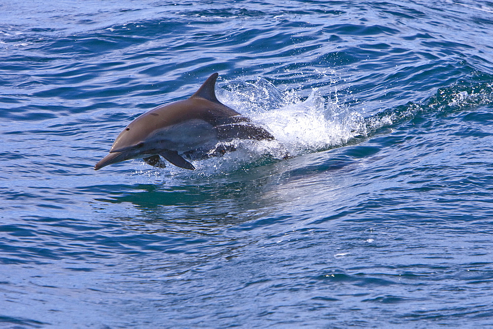 Long-beaked Common Dolphin pod (Delphinus capensis) encountered off Isla Espiritu Santo in the southern Gulf of California (Sea of Cortez), Baja California Sur, Mexico.