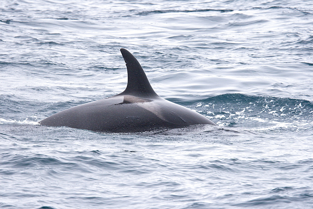 A group of 6 to 8 Orca (Orcinus orca) which attacked and killed a white-beaked dolphin at 74? 11.31? N and 16? 03.48? E off the continental shelf southwest of Bear Island   in the Barents Sea, Norway.