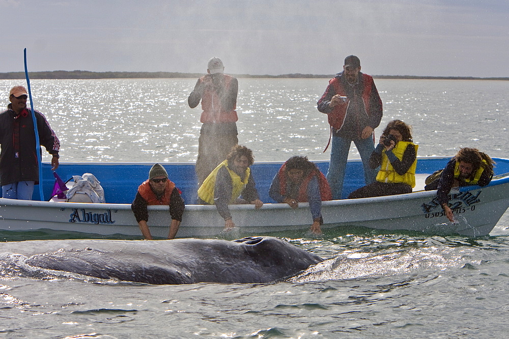 Mexican whalewatchers in pangas and California Gray Whale (Eschrichtius robustus) in Magdalena Bay, Baja Peninsula, Baja California Sur, Mexico