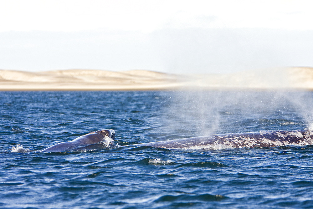 California Gray Whale mother and calf (Eschrichtius robustus) in Magdalena Bay, Baja California Sur, Mexico