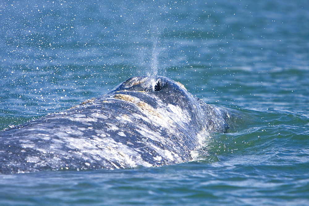 Adult California Gray Whale (Eschrichtius robustus) surfacing in Magdalena Bay, Baja California Sur, Mexico