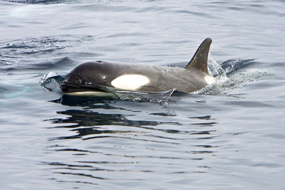 A small pod of "Type B" Orca (Orcinus orca) traveling in Gerlache Strait on the western side of the Antarctic Peninsula, Antarctica