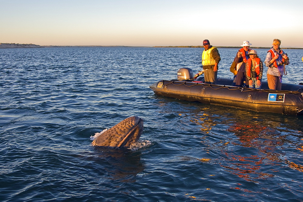 California Gray Whale calf (Eschrichtius robustus) approaching Zodiac in Magdalena Bay, Baja California Sur, Mexico