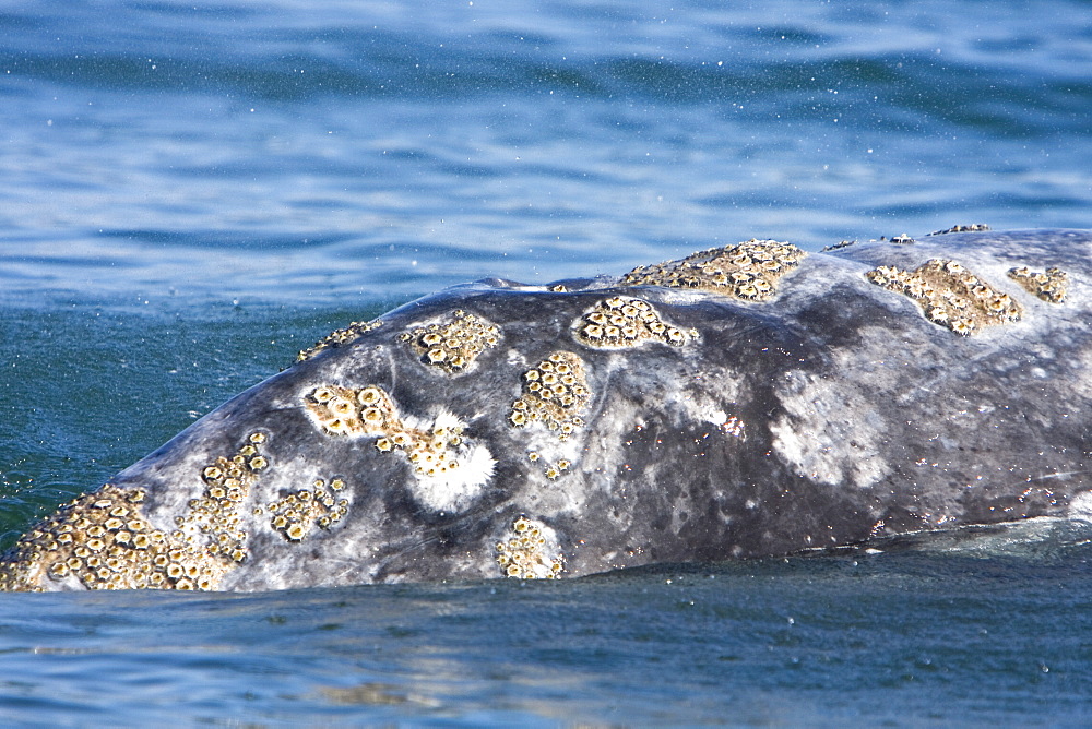Adult California Gray Whale (Eschrichtius robustus) surfacing in Magdalena Bay, Baja California Sur, Mexico
