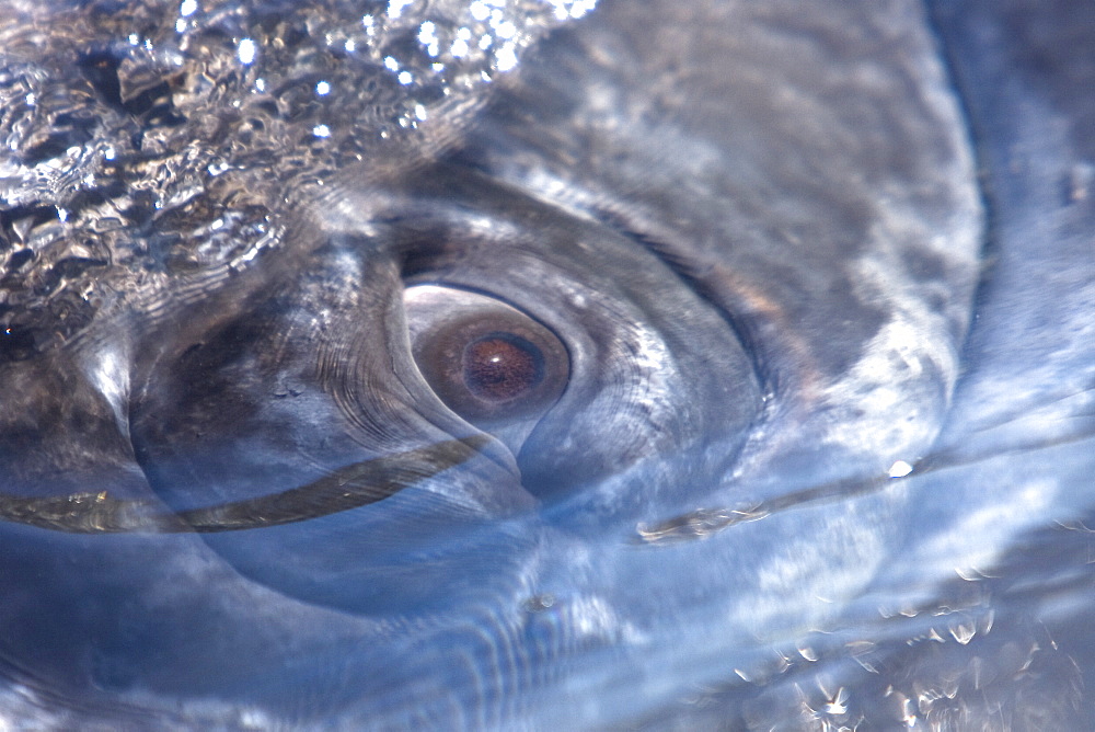 California Gray Whale eye detail (Eschrichtius robustus) in Magdalena Bay near Puerto Lopez Mateos on the Pacific side of the Baja Peninsula, Baja California Sur, Mexico