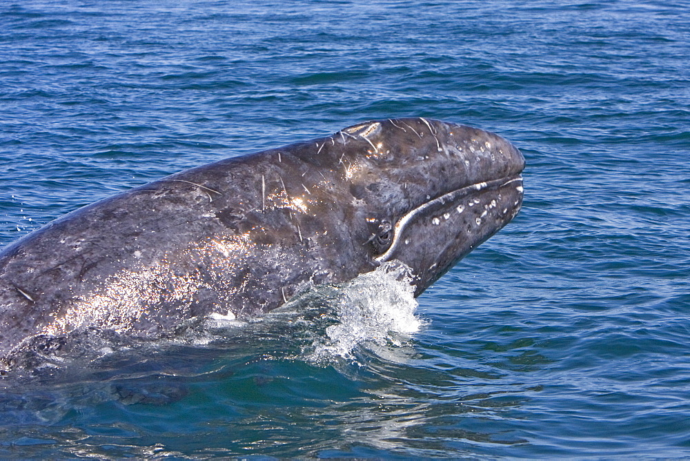 Adult California Gray Whale (Eschrichtius robustus) breaching in Magdalena Bay, Baja California Sur, Mexico