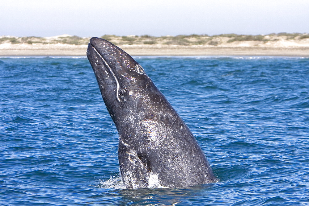 Adult California Gray Whale (Eschrichtius robustus) breaching in Magdalena Bay, Baja California Sur, Mexico