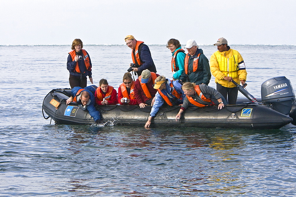 Lindblad guests with an adult California Gray Whale (Eschrichtius robustus) in Magdalena Bay, Baja California Sur, Mexico