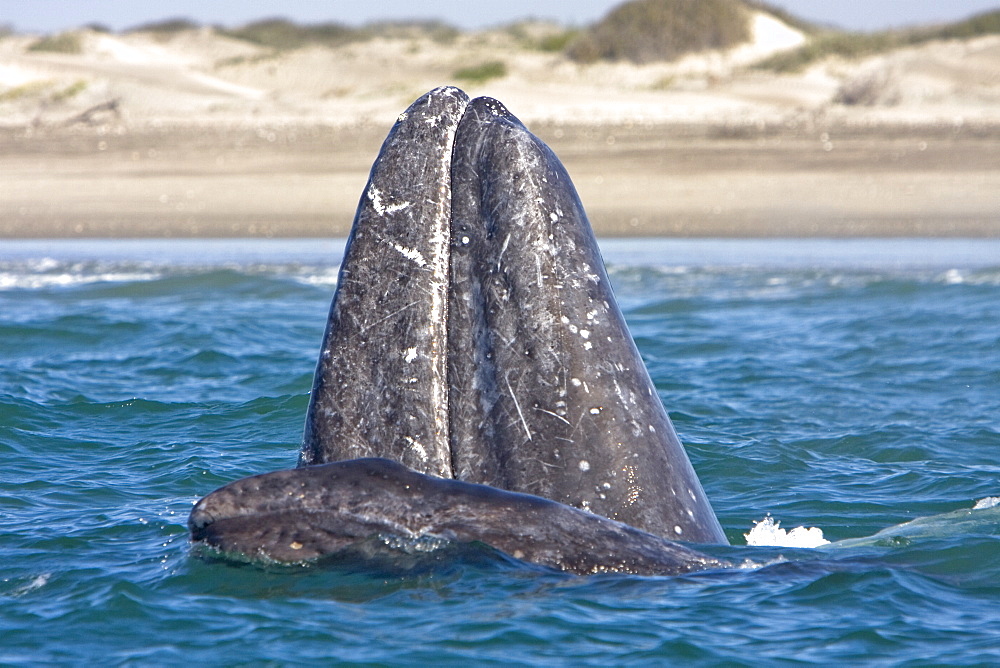 California Gray Whale mother (Eschrichtius robustus) spy-hopping with her calf, Magdalena Bay, Baja Peninsula, Baja California Sur, Mexico