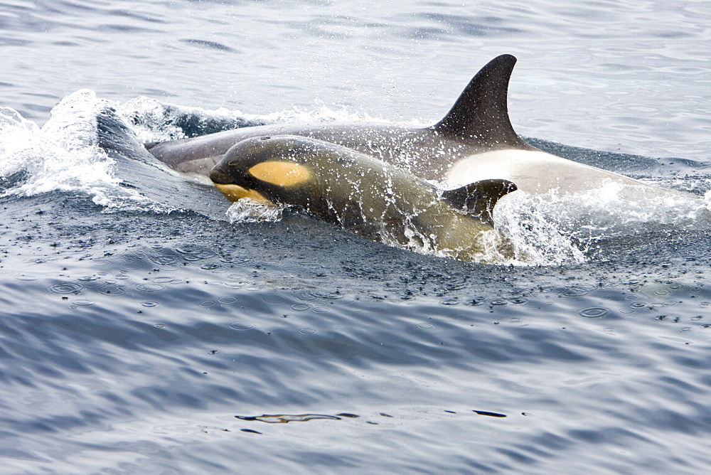 A small pod of "Type B" Orca (Orcinus orca) traveling in Gerlache Strait on the western side of the Antarctic Peninsula, Antarctica