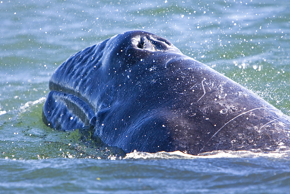 California Gray Whale calf (Eschrichtius robustus) surfacing in Magdalena Bay, Baja California Sur, Mexico