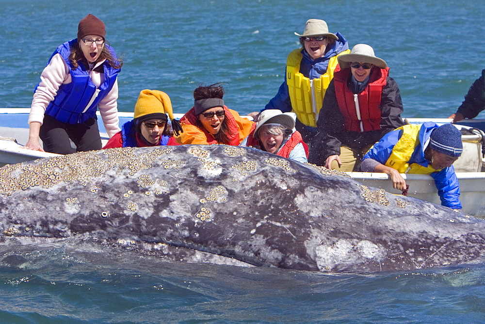 Mexican whalewatchers in pangas and California Gray Whale (Eschrichtius robustus) in Magdalena Bay, Baja Peninsula, Baja California Sur, Mexico