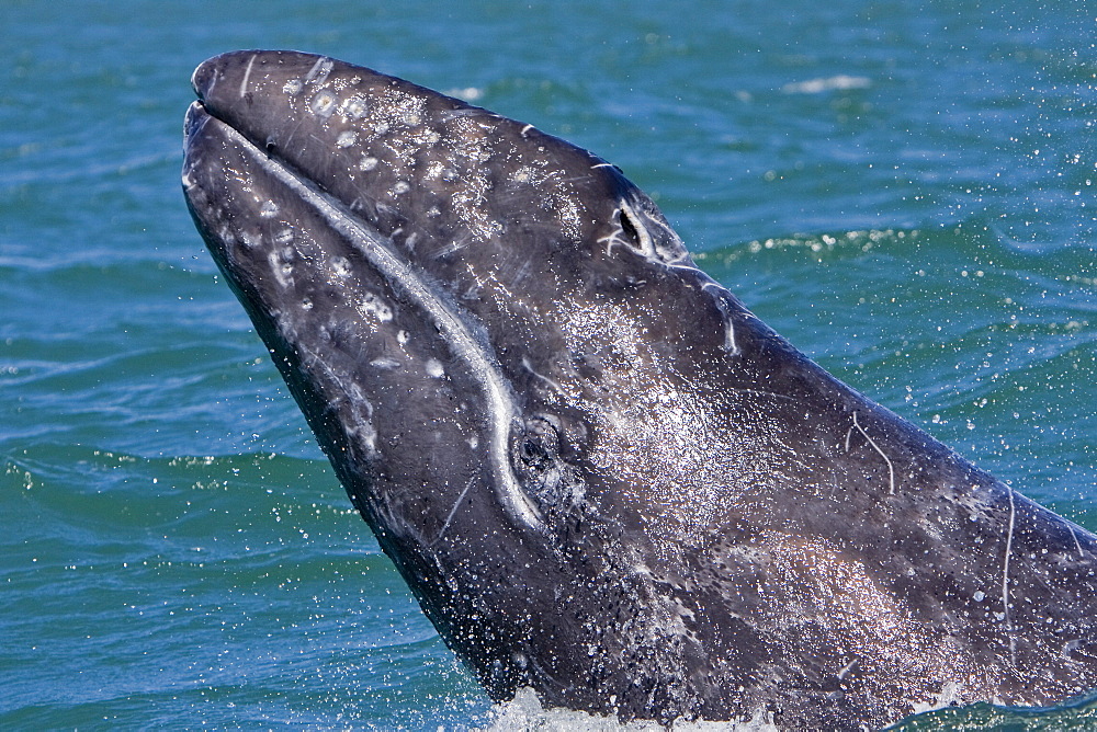 California Gray Whale calf (Eschrichtius robustus) head-lunging in Magdalena Bay, Baja California Sur, Mexico