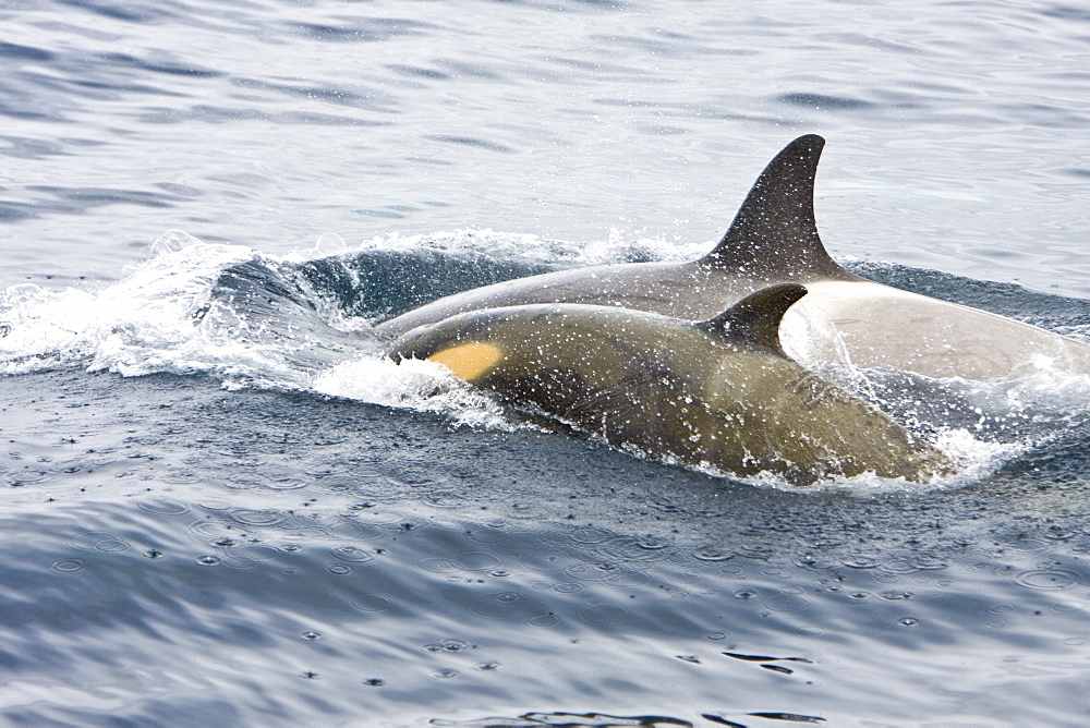 A small pod of "Type B" Orca (Orcinus orca) traveling in Gerlache Strait on the western side of the Antarctic Peninsula, Antarctica