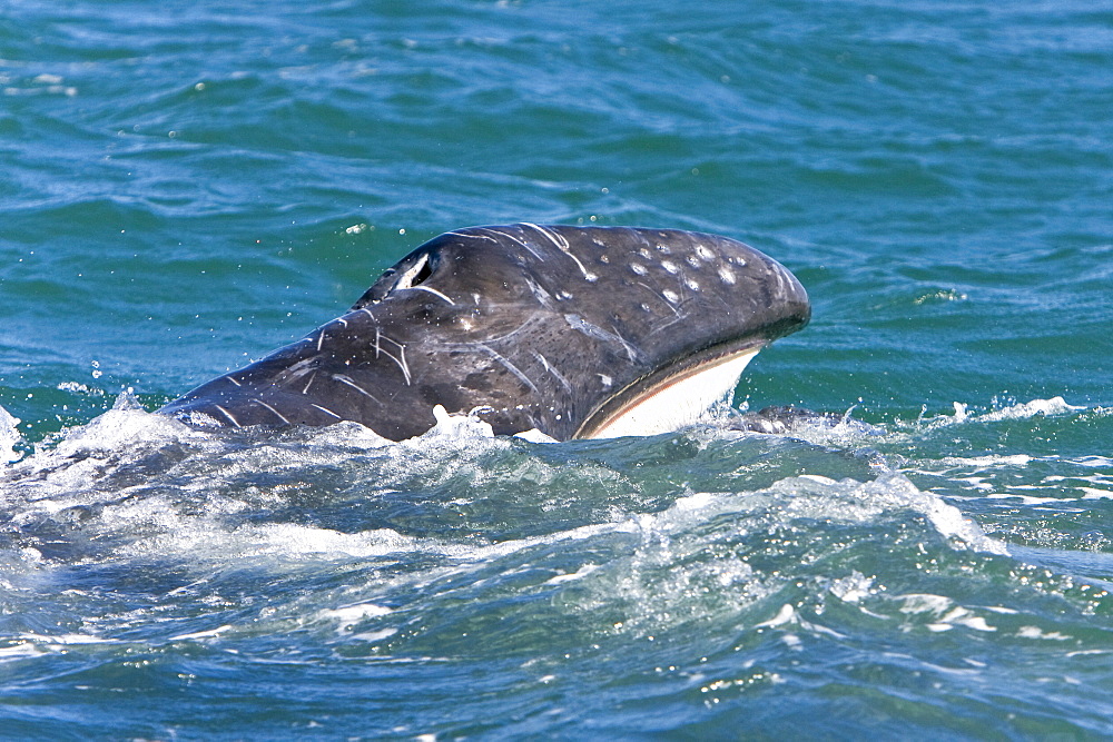 California Gray Whale calf (Eschrichtius robustus) in Magdalena Bay near Puerto Lopez Mateos on the Pacific side of the Baja Peninsula, Baja California Sur, Mexico